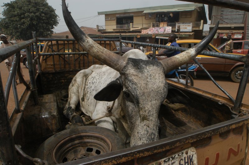 africanbeef.jpg