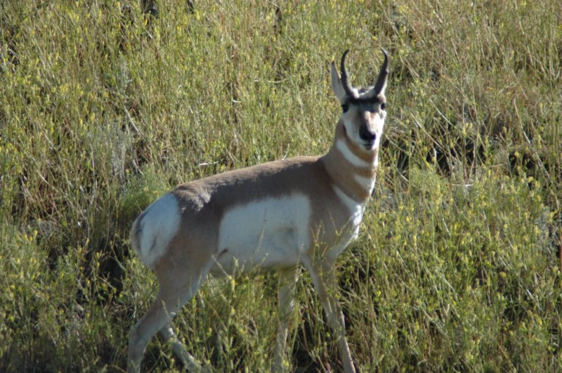 antelope.jpg