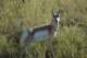 antelope_small.jpg