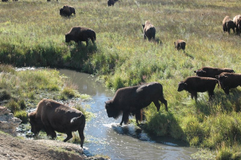 bison.jpg