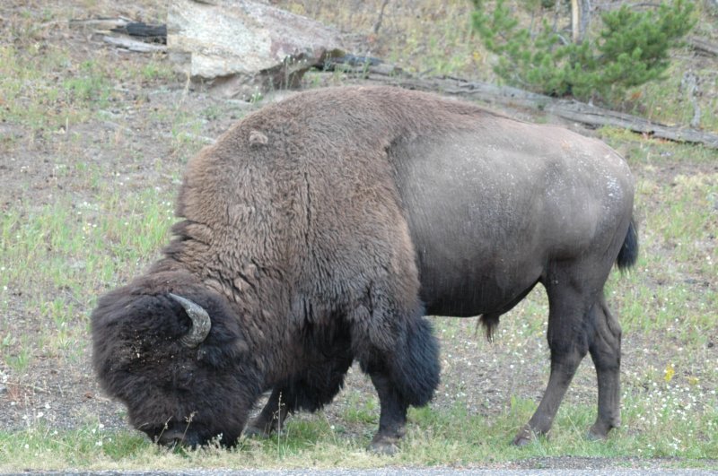 bisoninyellowstone.jpg
