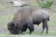 bisoninyellowstone_small.jpg