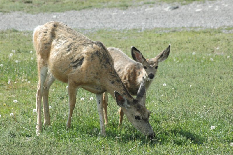 deeryellowstone.jpg