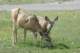 deeryellowstone_small.jpg