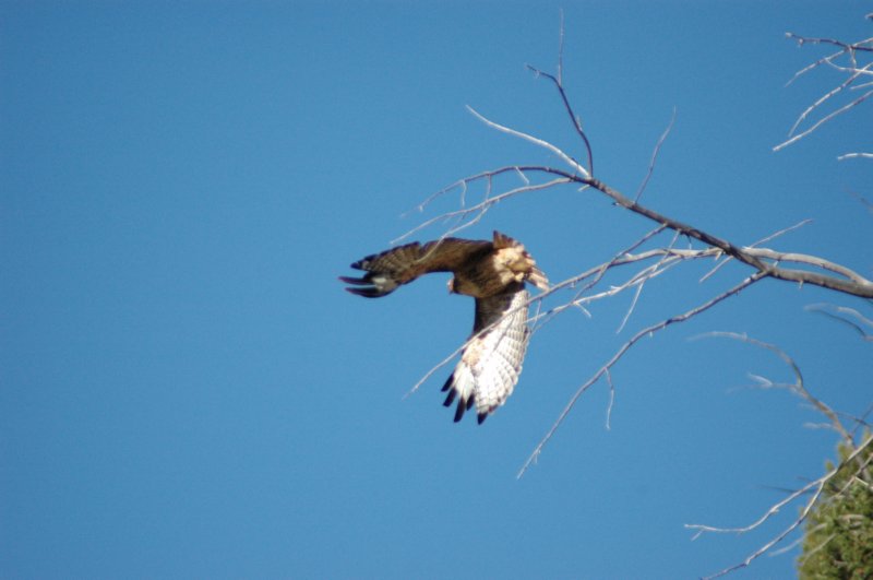 eagle.jpg