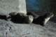 otters_small.jpg