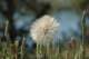 seedsblooming_small.jpg